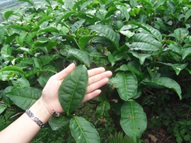 大叶种茶叶的认识与判定 仅供参考